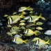 porkfish_cow_kl_h_0033_fla5793.jpg